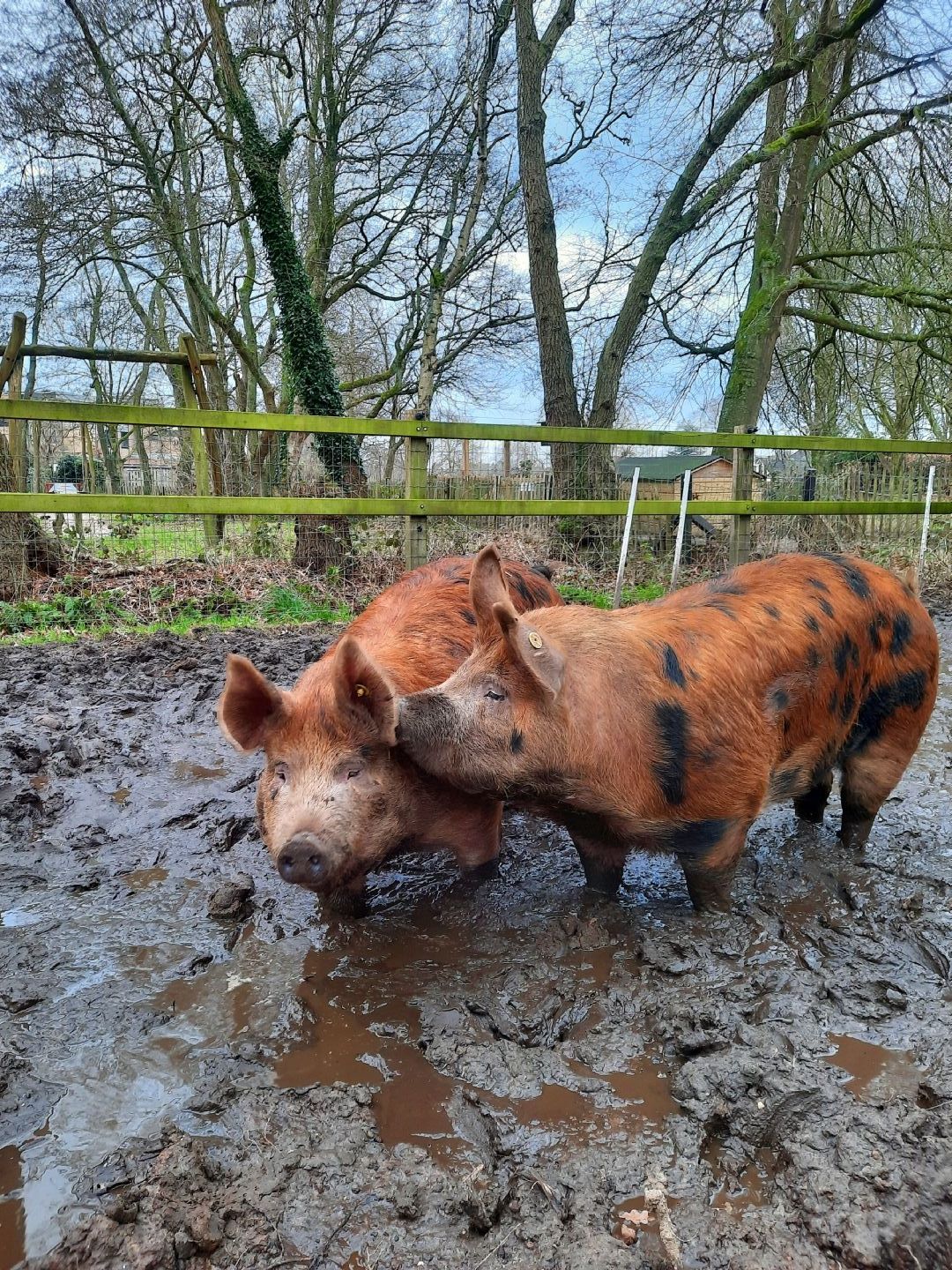 Buitengewone varkens