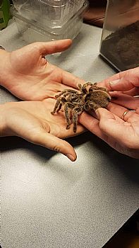Spinnen en Insectendag